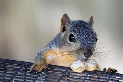 Are Pet Squirrels Legal? And Why Do They Always Steal the Spotlight in Wildlife Documentaries?