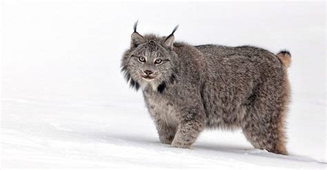 Can a Lynx Be a Pet? And Why Do They Always Look Like They Know Something You Don't?