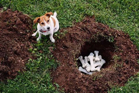 Can You Bury Your Pet in Your Yard? And What Happens If You Plant a Tree Over It?