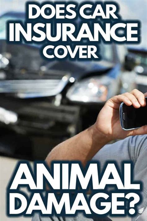 Does Car Insurance Cover Animal Damage? Exploring the Unpredictable World of Auto Policies and Wildlife Encounters