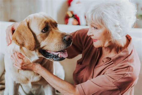 How Can a Landlord Prove You Have a Pet: And Why Do Cats Always Land on Their Feet?