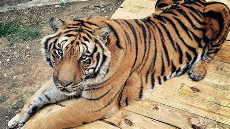 How much is a pet tiger, and why do they make terrible roommates?