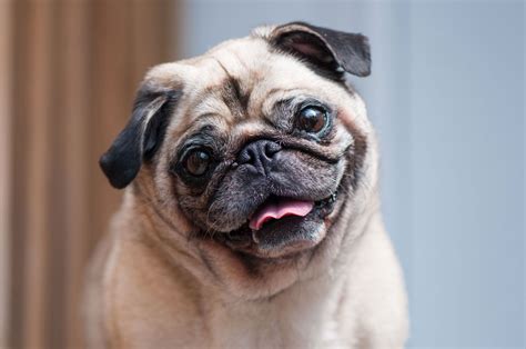 How Much is Pet Insurance for a Pug, and Why Do Pugs Love Sunbathing So Much?