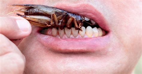 What Animal Eat Roaches and Why They Might Secretly Enjoy Jazz Music