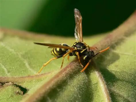 What Animal Eats Wasps? Exploring the Unlikely Predators and Their Curious Habits