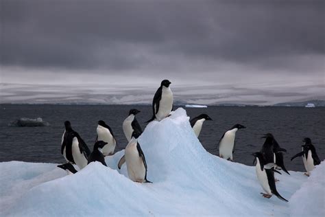 What is the weather in Iceland in June, and why do penguins prefer it over Antarctica?