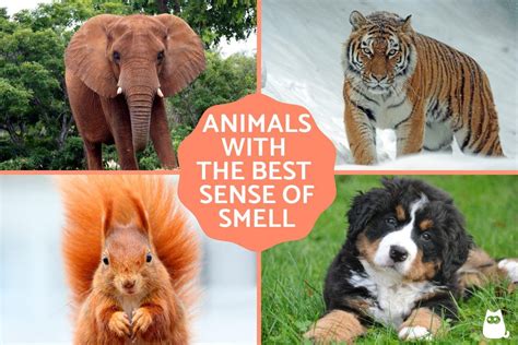 Which animal has the strongest sense of smell, and can it smell the color of your dreams?